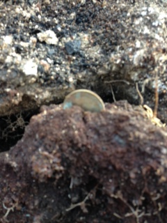 Close-up of 1921 penny